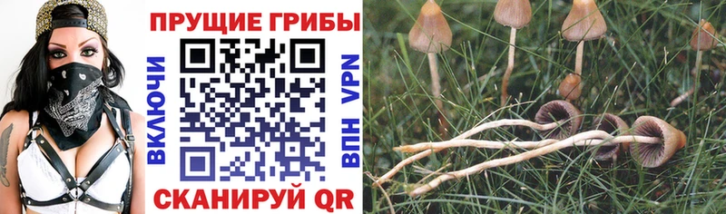 Галлюциногенные грибы мухоморы  как найти наркотики  Фёдоровский 
